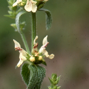 Photographie n°93962 du taxon Stachys recta L. [1767]