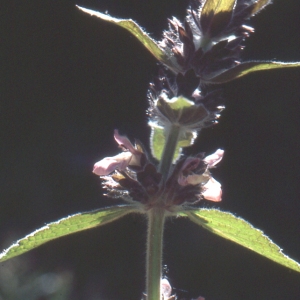 Photographie n°93964 du taxon Stachys alpina L. [1753]