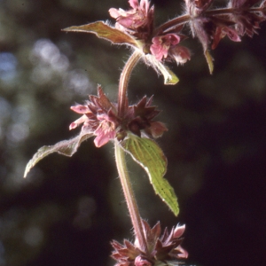 Photographie n°93967 du taxon Stachys alpina L. [1753]