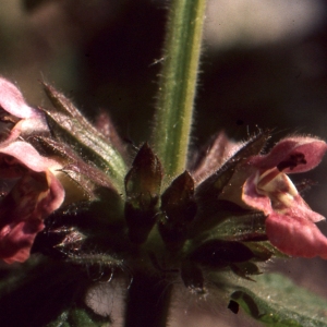 Stachys alpina L. (Épiaire des Alpes)