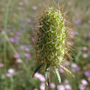 Photographie n°93999 du taxon Sixalix atropurpurea subsp. maritima (L.) Greuter & Burdet [1985]