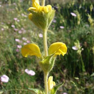 Photographie n°94002 du taxon Phlomis lychnitis L. [1753]