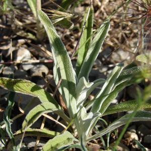 Photographie n°94009 du taxon Phlomis lychnitis L. [1753]