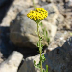 Photographie n°94011 du taxon Achillea ageratum L. [1753]