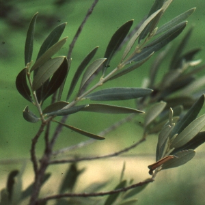 Photographie n°94035 du taxon Phillyrea angustifolia L. [1753]