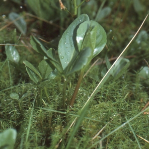 Photographie n°94040 du taxon Menyanthes trifoliata L. [1753]