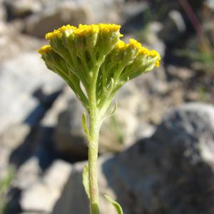 Photographie n°94042 du taxon Achillea ageratum L. [1753]