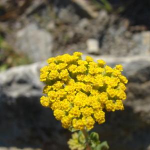 Photographie n°94043 du taxon Achillea ageratum L. [1753]