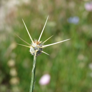 Calcitrapa sessiliflora Lam. (Centaurée de Malte)