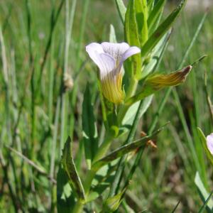 Photographie n°94065 du taxon Gratiola officinalis L. [1753]