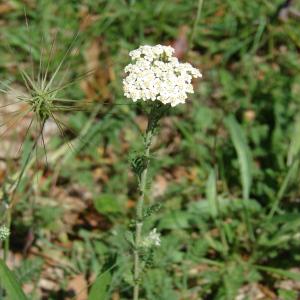 Photographie n°94077 du taxon Achillea odorata L. [1759]