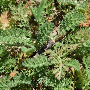 Photographie n°94078 du taxon Achillea odorata L. [1759]