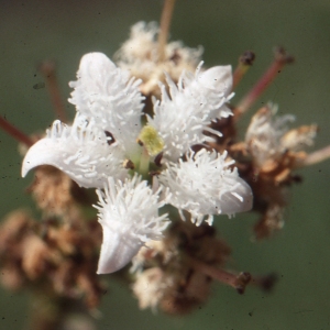 Photographie n°94083 du taxon Menyanthes trifoliata L. [1753]