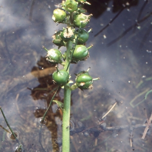 Photographie n°94085 du taxon Menyanthes trifoliata L. [1753]