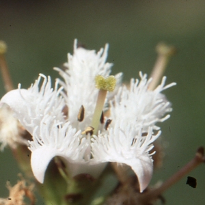 Photographie n°94086 du taxon Menyanthes trifoliata L. [1753]