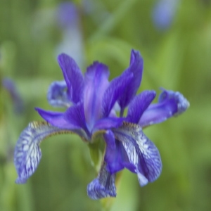  - Iris sibirica L. [1753]