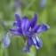  Claire Sutter - Iris sibirica L. [1753]