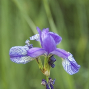 Photographie n°94093 du taxon Iris sibirica L. [1753]