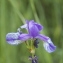  Claire Sutter - Iris sibirica L. [1753]