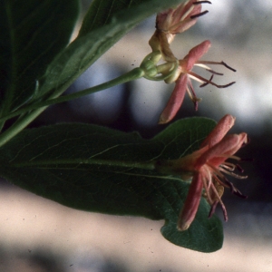 Photographie n°94103 du taxon Lonicera alpigena L. [1753]