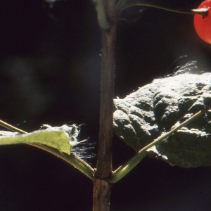 Photographie n°94105 du taxon Lonicera alpigena L. [1753]