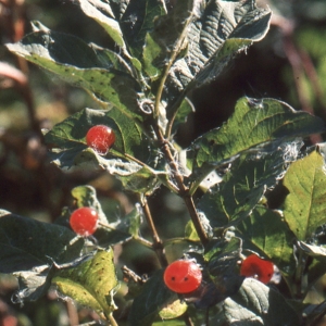 Photographie n°94106 du taxon Lonicera alpigena L. [1753]