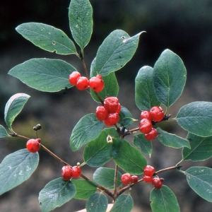  - Lonicera pyrenaica L. [1753]