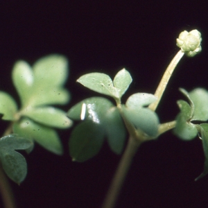 Photographie n°94127 du taxon Adoxa moschatellina L. [1753]