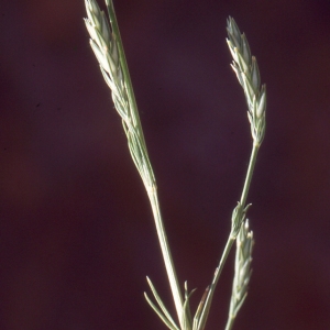 Photographie n°94129 du taxon Crucianella angustifolia L. [1753]