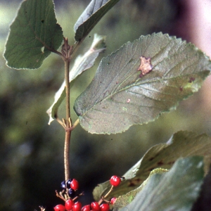 Photographie n°94138 du taxon Viburnum lantana L. [1753]