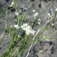  Dany ROUSSEL - Asperula capillacea (Lange) R.Vilm. [1975]