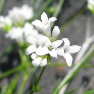 Asperula capillacea (Lange) R.Vilm. ex Kerguélen (Aspérule)