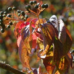 Photographie n°94146 du taxon Cornus sanguinea L. [1753]