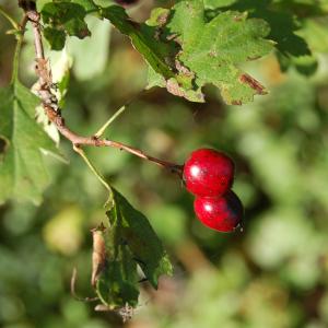 Photographie n°94150 du taxon Crataegus monogyna Jacq. [1775]