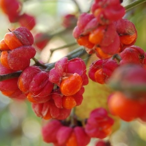 Photographie n°94152 du taxon Euonymus europaeus L. [1753]