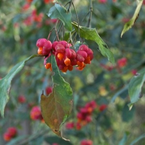 Photographie n°94153 du taxon Euonymus europaeus L. [1753]