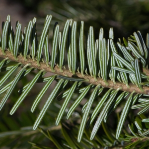 Photographie n°94165 du taxon Abies alba Mill. [1768]