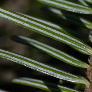 Photographie n°94166 du taxon Abies alba Mill. [1768]