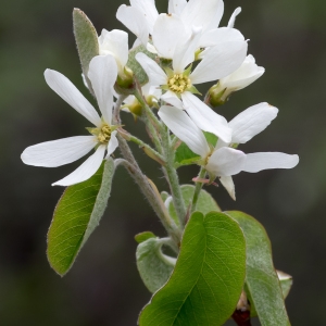 Photographie n°94169 du taxon Amelanchier ovalis Medik. [1793]