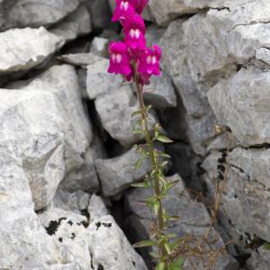 Photographie n°94173 du taxon Antirrhinum majus L. [1753]