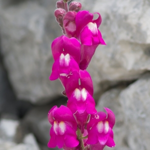 Photographie n°94174 du taxon Antirrhinum majus L. [1753]