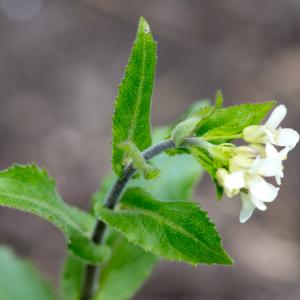 Photographie n°94179 du taxon Arabis turrita L. [1753]