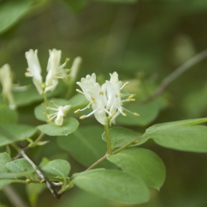 Photographie n°94192 du taxon Lonicera xylosteum L. [1753]