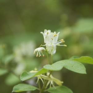Photographie n°94194 du taxon Lonicera xylosteum L. [1753]