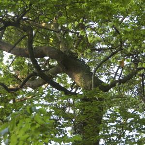 Photographie n°94203 du taxon Quercus robur L. [1753]