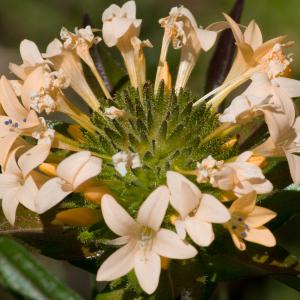 Photographie n°94207 du taxon Collomia grandiflora Douglas ex Lindl.