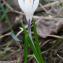  Jean-Jacques Houdré - Crocus vernus subsp. albiflorus (Kit. ex Schult.) Ces. [1844]