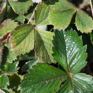 Photographie n°94236 du taxon Potentilla sterilis (L.) Garcke [1856]