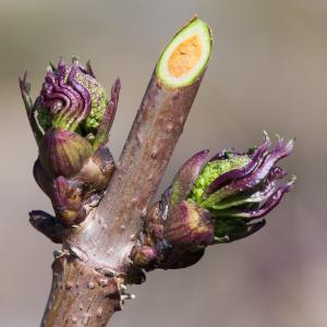 Photographie n°94240 du taxon Sambucus racemosa L. [1753]