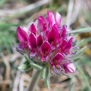 Photographie n°94271 du taxon Anthyllis montana L.